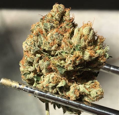 og kush strain pictures.